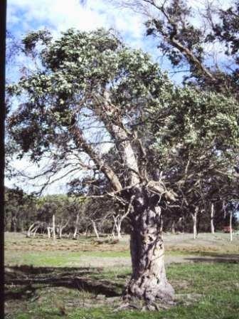 T11812 Eucalyptus crenulata