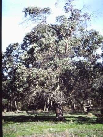 T11812 Eucalyptus crenulata