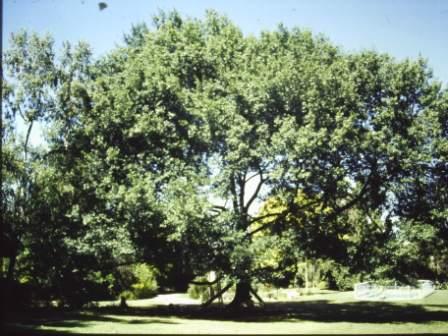 T11814 Quercus palustris