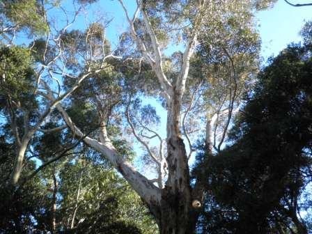 T12174 Eucalyptus cladocalyx