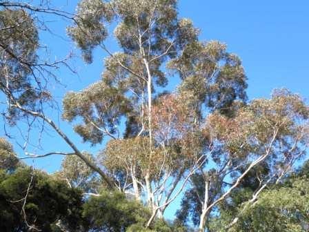 T12174 Eucalyptus cladocalyx