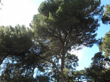 T12171 Pinus halepensis