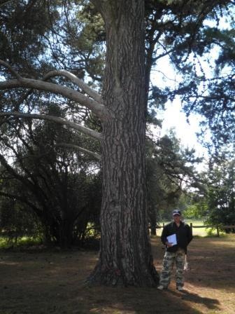 T12171 Pinus halepensis
