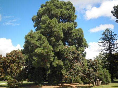 T12172 Pinus canariensis