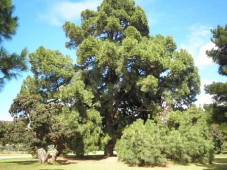 T12172 Pinus canariensis