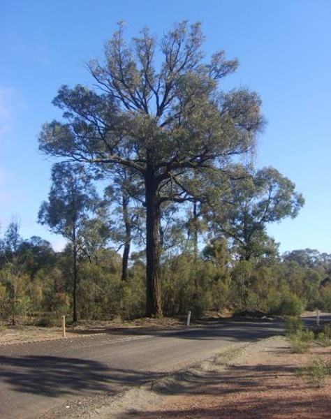 Roy Roger's Tree, viewed from the north