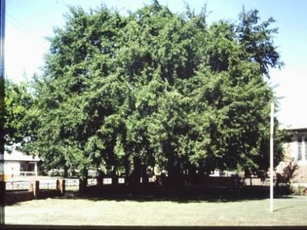 T11818 Quercus cerris f laciniata