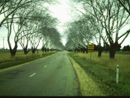 T11820 Populus alba