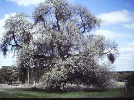 T11843 Prunus dulcis