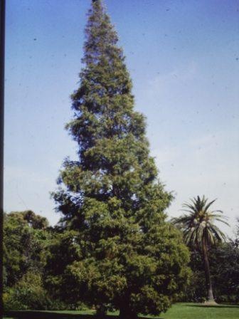 T11869 Metasequoia glyptrostroboides