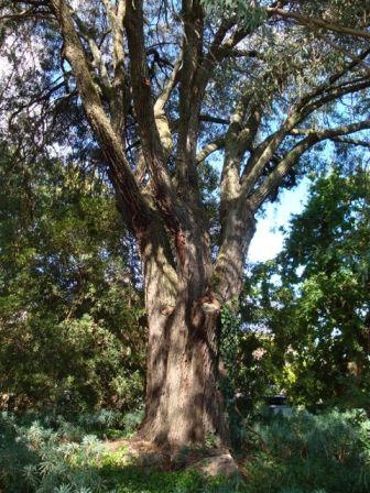 T11346 Eucalyptus sideroxylon