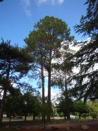 T11349 Pinus taeda
