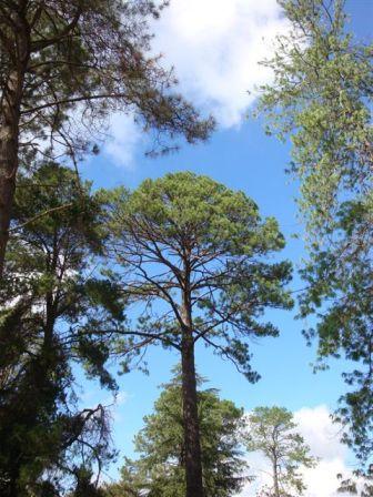 T11349 Pinus taeda