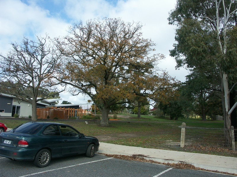 Mature Trees (formerly part of the Police Magistrate's Residential Garden)
