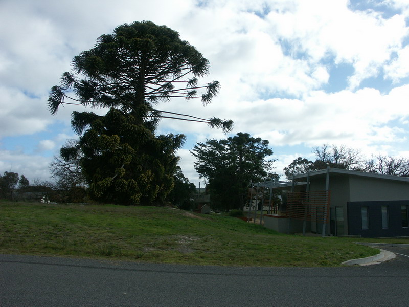 Mature Trees (formerly part of the Police Magistrate's Residential Garden)