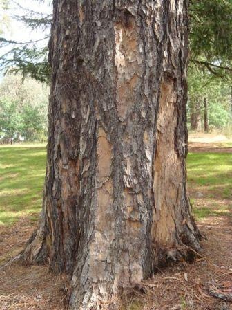 T11350 Pinus coulteri