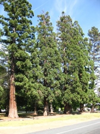 T11342 Sequoiadendron giganteum
