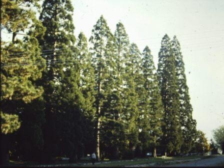 T11342 Sequoiadendron giganteum