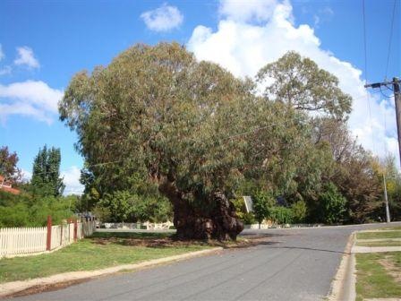 T11345 Eucalyptus bridgesianna