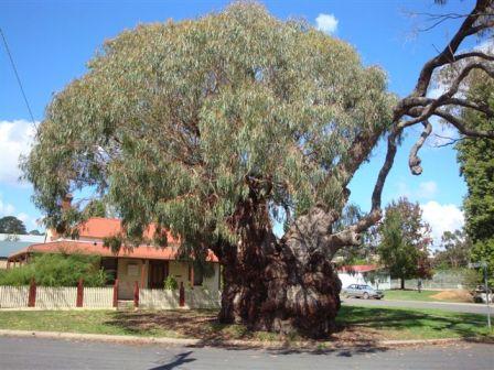 T11345 Eucalyptus bridgesianna