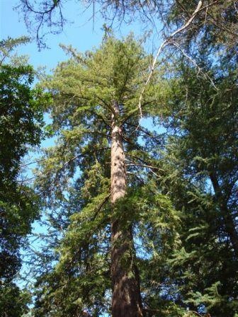T11340 Sequoia sempervirens
