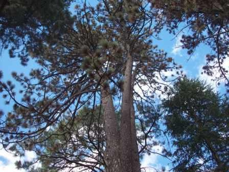 T11350 Pinus coulteri