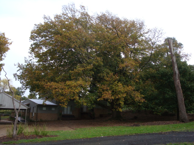 T12128 Quercus canariensis