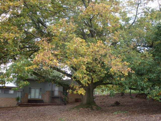 T12128 Quercus canariensis