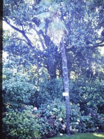 T11878 Trachycarpus fortunei