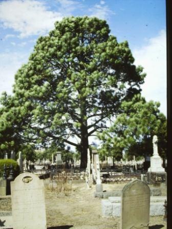 T11892 Pinus roxburghii