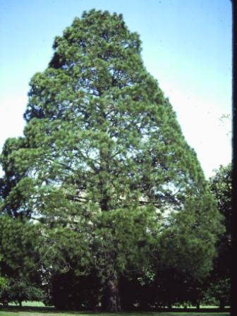 T11895 Pinus roxburghii