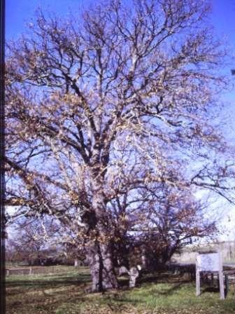 T11919 Quercus robur