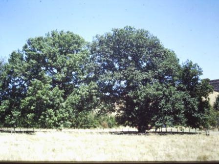 T11919 Quercus robur