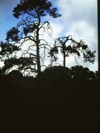 T11920 Pinus sylvestris