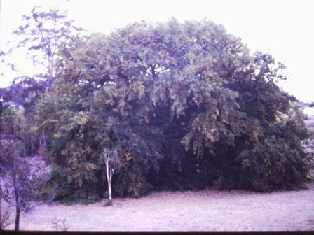 T11921 Quercus robur