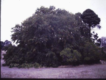 T11921 Quercus robur