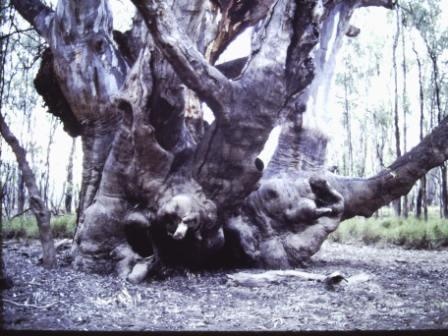 T11929 Eucalyptus camaldensis