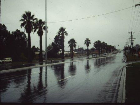 T11934 Washingtonia filifera