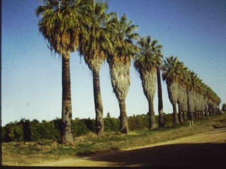 T11934 Washingtonia filifera