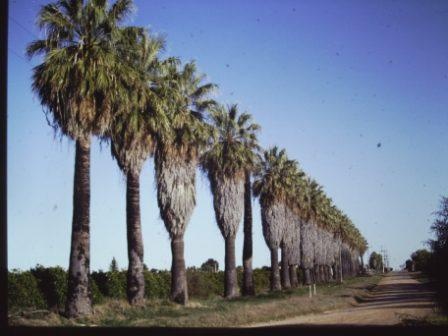 T11934 Washingtonia filifera