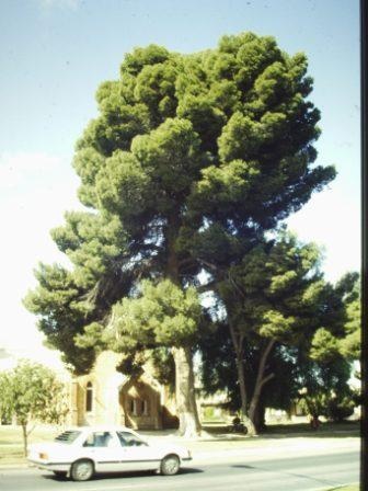 T11939 Pinus halpensis