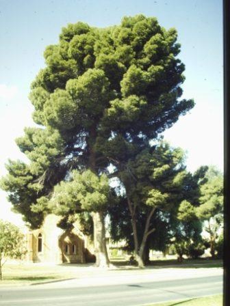 T11939 Pinus halpensis