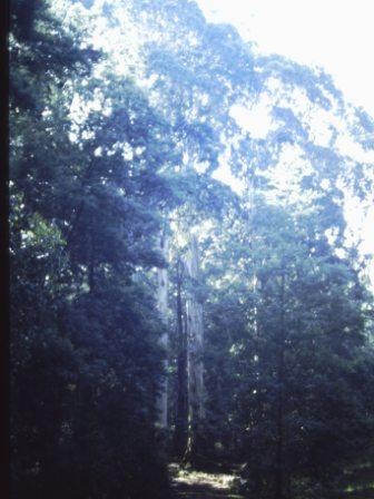 T11948 Eucalyptus cypellocarpa