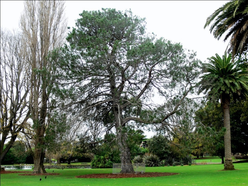 Warrnambool Lone Pine (3).jpg