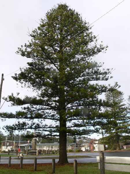 Norfolk Island Pine 'Peace Tree' 2.jpg