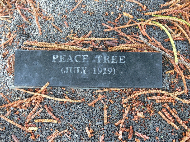 Norfolk Island Pine 'Peace Tree'.jpg