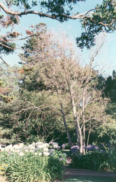B0052 Burswood Garden