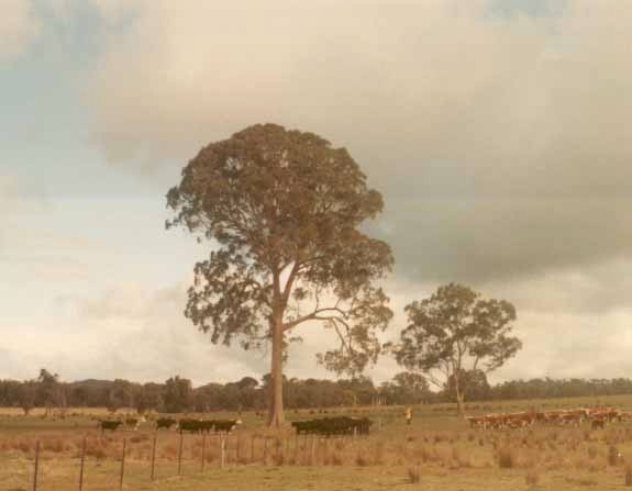 T11565 Eucalyptus obliqua Strathbogie Ranges
