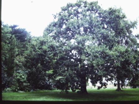 T11960 Quercus robur