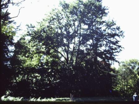 T11964 Quercus cerris